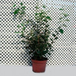 Acca feijoa