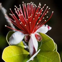 Acca feijoa