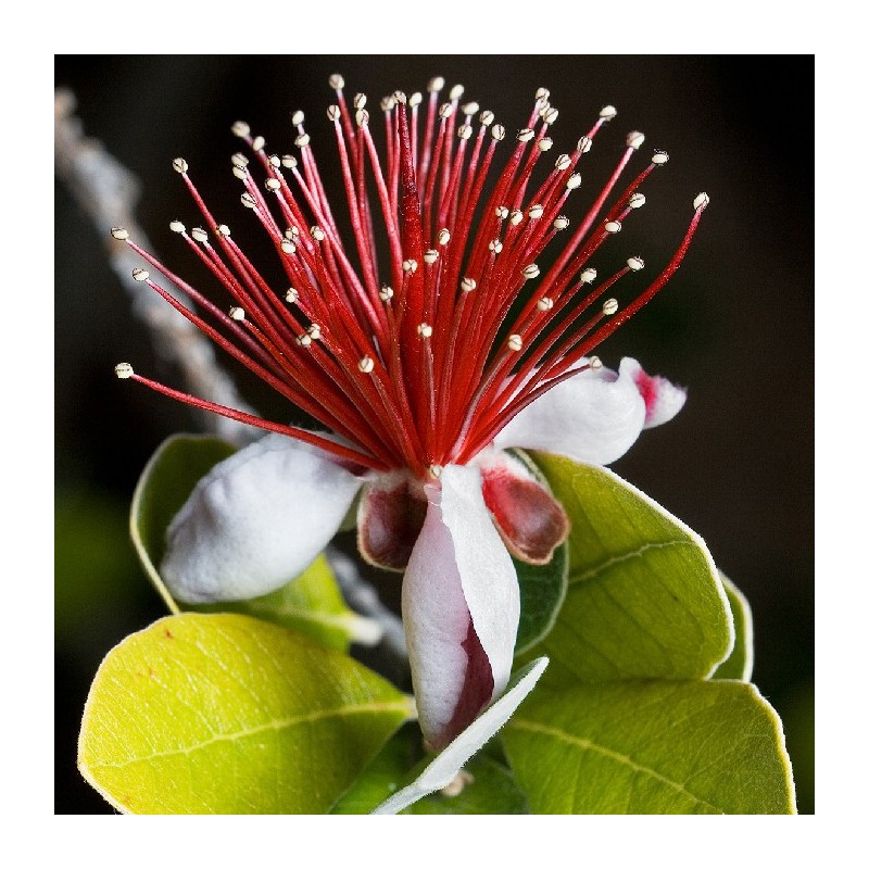 Acca feijoa