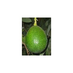 Aguacate reed