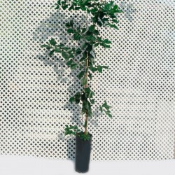 Guayaba cattley