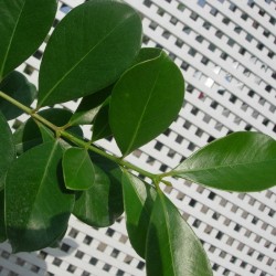 Guayaba cattley