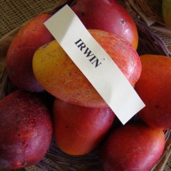 Mango irwin