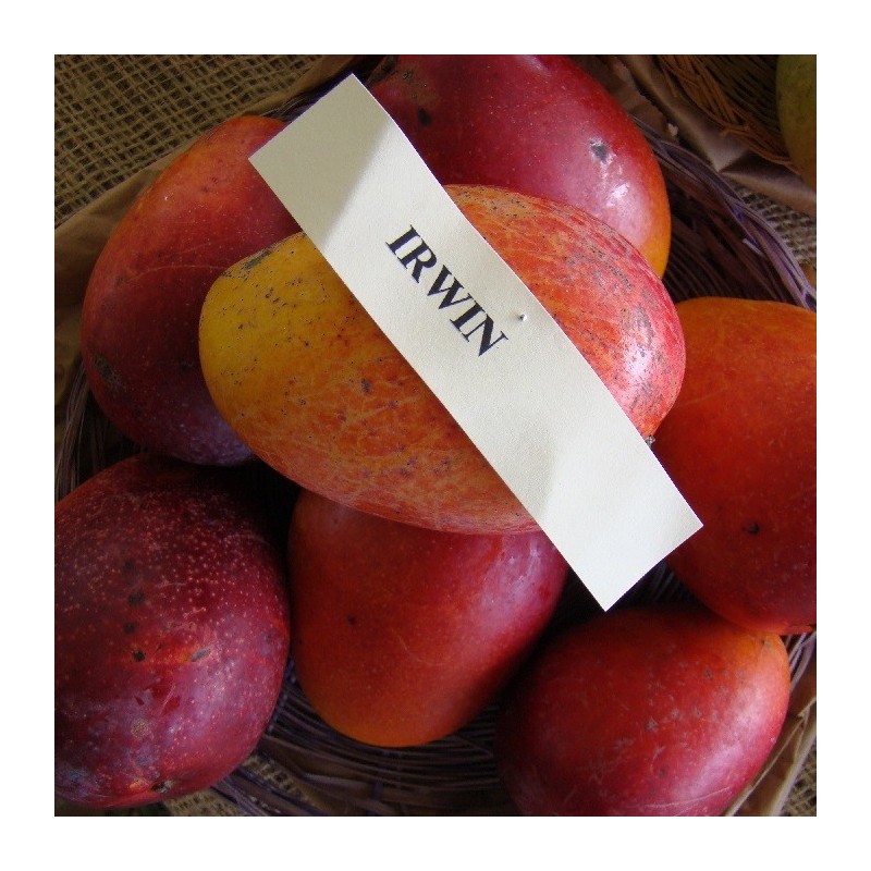 Mango irwin