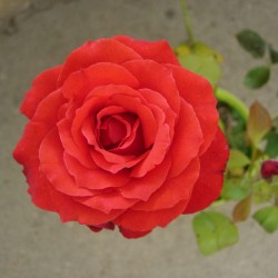 Rosal red devil