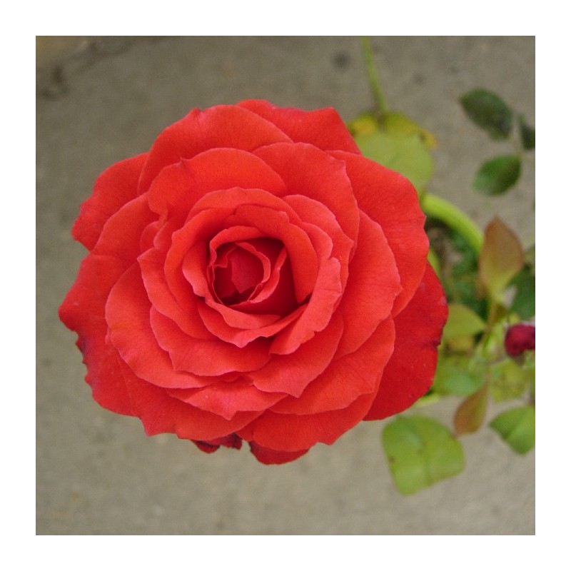 Rosal red devil