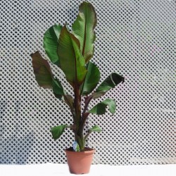 Musa ensete ventricosum maurelii