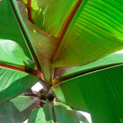 Musa ensete ventricosum maurelii