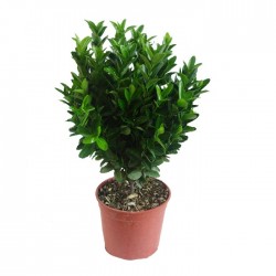 Euonymus japonica verde compacta