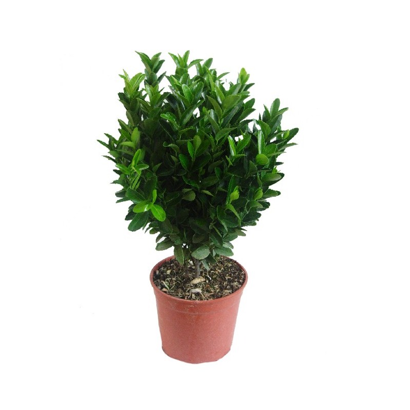 Euonymus japonica verde compacta