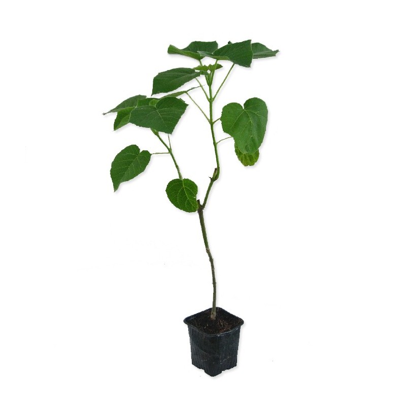 Paulownia cotivisa 2