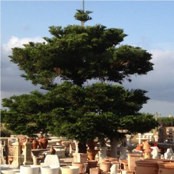 Araucaria excelsa