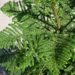 Araucaria excelsa
