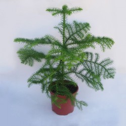 Araucaria excelsa