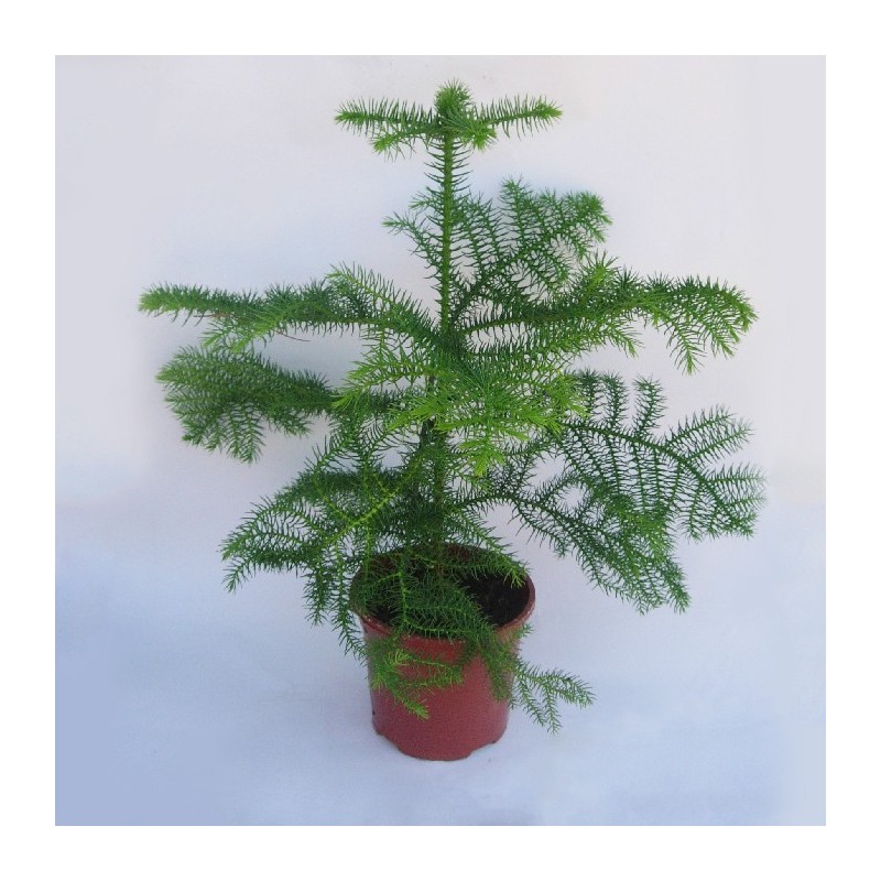 Araucaria excelsa