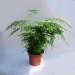 Asparagus variado