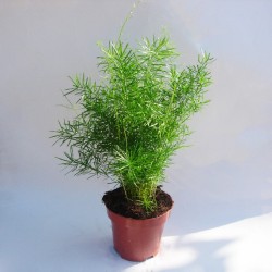 Asparagus variado