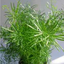 Asparagus variado
