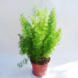 Asparagus variado