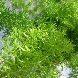 Asparagus variado