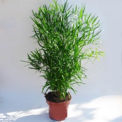 Asparagus variado