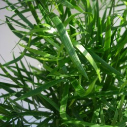 Asparagus variado