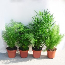 Asparagus variado