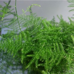 Asparagus variado