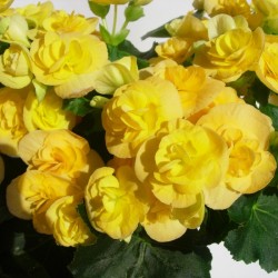 Begonia elatior