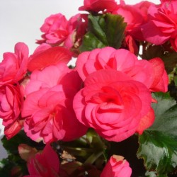 Begonia elatior