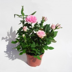 Rosal mini