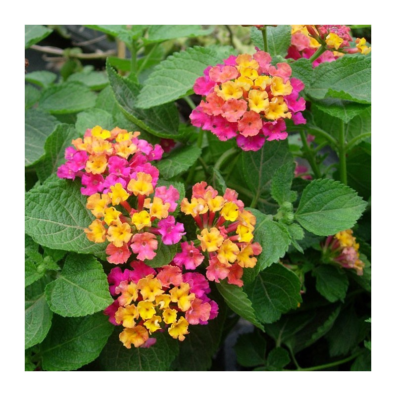 Lantana Camara
