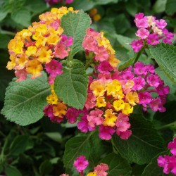 Lantana Camara