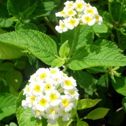 Lantana Camara