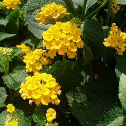 Lantana Camara