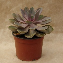 Echeveria perla de nuremberg