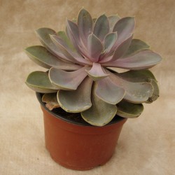 Echeveria perla de nuremberg