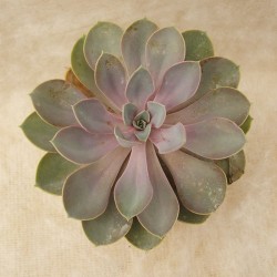 Echeveria perla de nuremberg