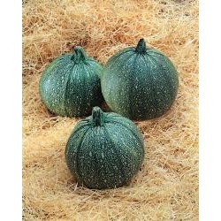 Semillas calabacin redondo de niza