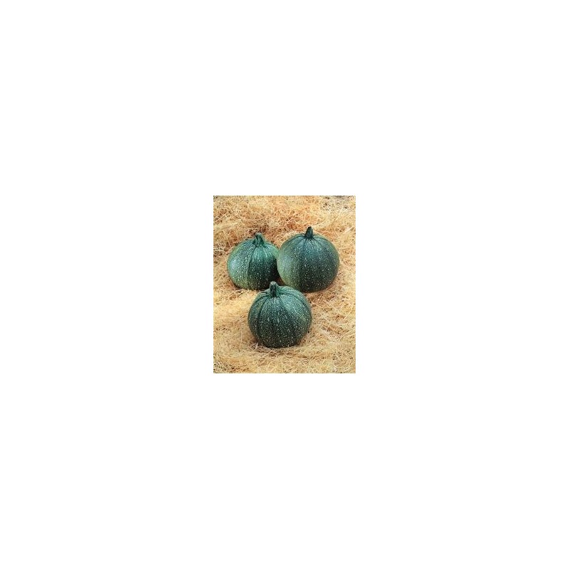 Semillas calabacin redondo de niza