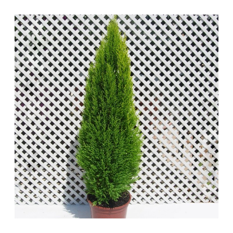 Cipres macrocarpa wilma