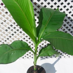 Musa basjoo