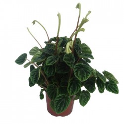 Peperonia caperata lilian