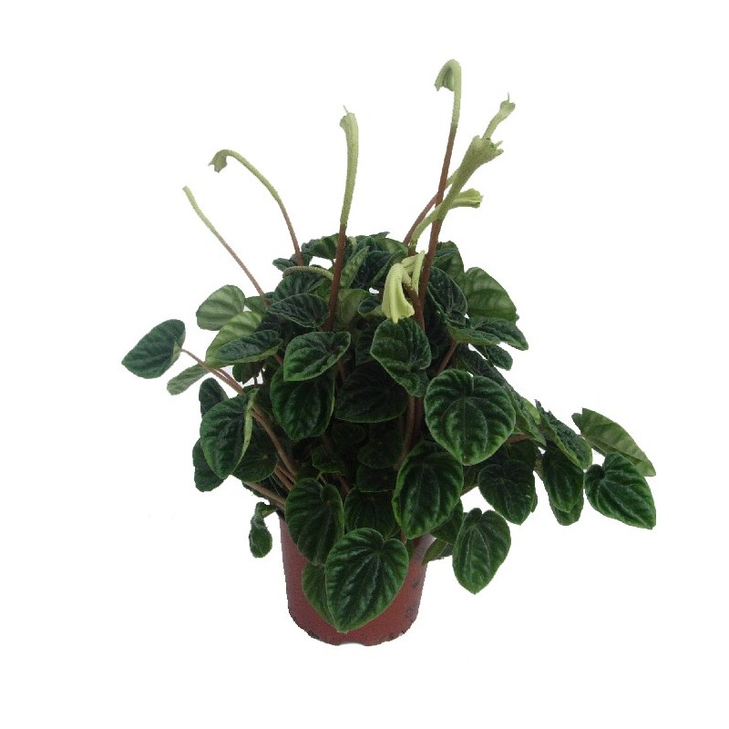 Peperonia caperata lilian