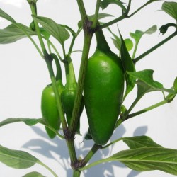 Pimiento jalapeño ecológico