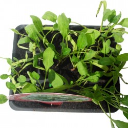 Espinaca ecológica