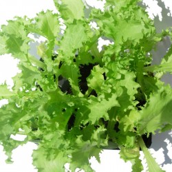 Escarola ecológica