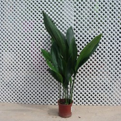 Aspidistras