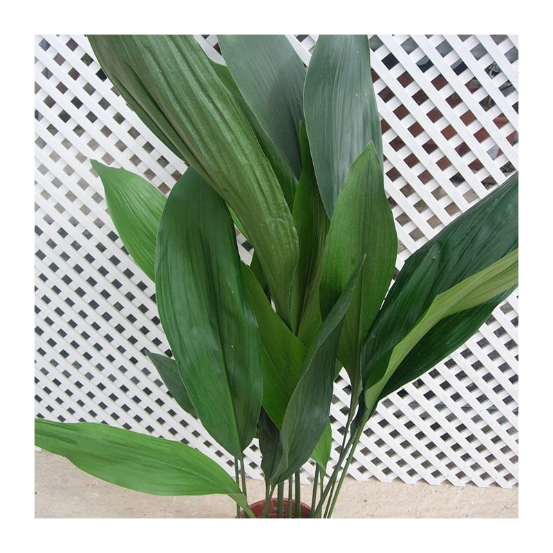 Aspidistras