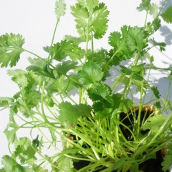 Cilantro ecológico